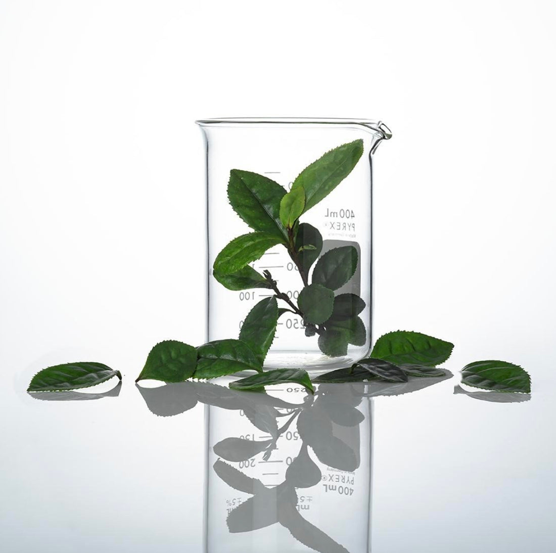 Image of beaker filled with leaves with leaves laying around the beaker