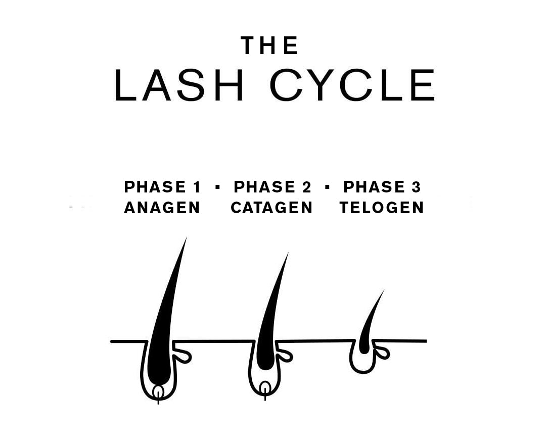 Image of the 3 stages of the Lash Cycle