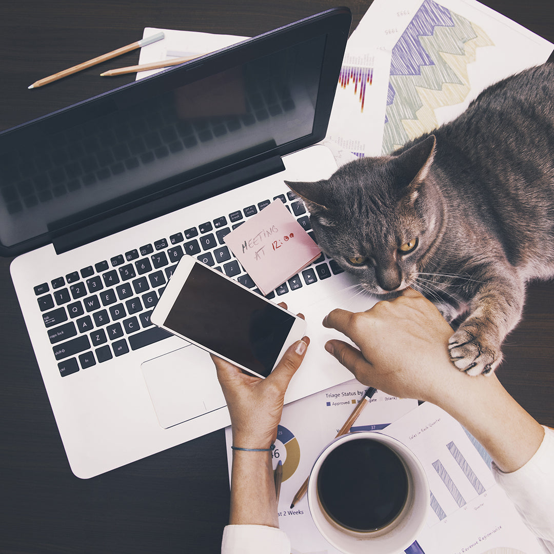 Overview of someone working on their laptop with cell phone in hand, coffee in place and a cat looking for attention